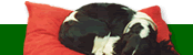 kennel mate dog beds