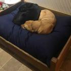 XL Dog Bed NEST