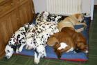JUMBO Dog Bed NEST